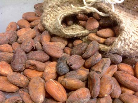 Fave di cacao